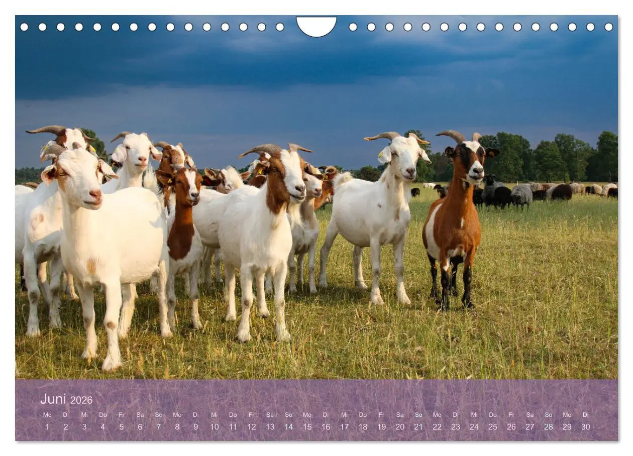 Bild: 9783457599631 | Naturschutzgebiet Lüneburger Heide (Wandkalender 2026 DIN A4 quer),...