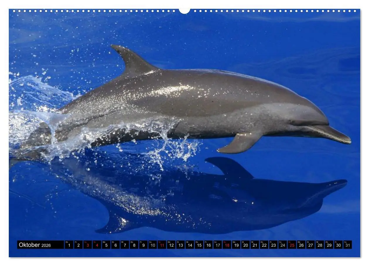 Bild: 9783516139631 | Delfine und Wale (Wandkalender 2026 DIN A2 quer), CALVENDO...