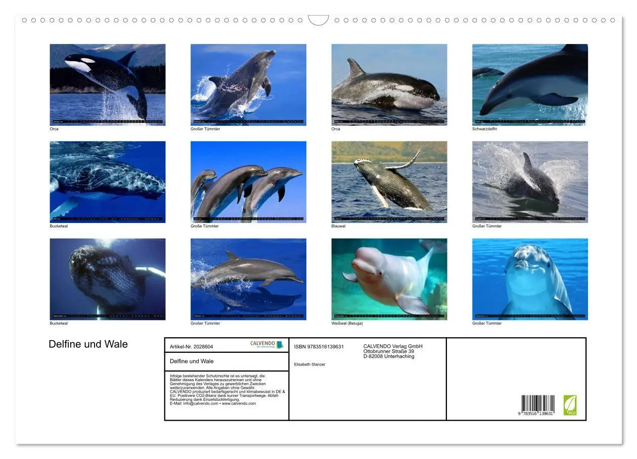 Bild: 9783516139631 | Delfine und Wale (Wandkalender 2026 DIN A2 quer), CALVENDO...