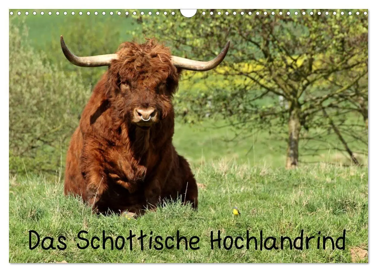 Cover: 9783457969731 | Das Schottische Hochlandrind (Wandkalender 2026 DIN A3 quer),...