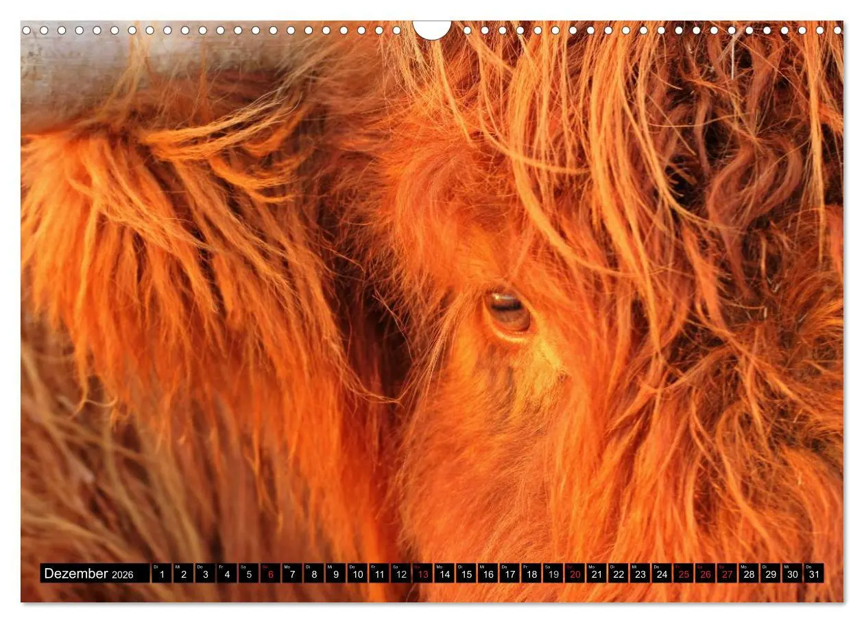 Bild: 9783457969731 | Das Schottische Hochlandrind (Wandkalender 2026 DIN A3 quer),...