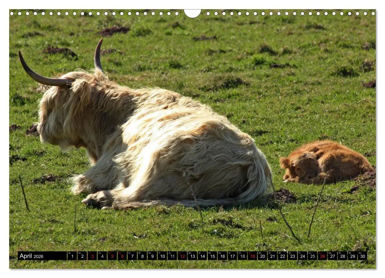 Bild: 9783457969731 | Das Schottische Hochlandrind (Wandkalender 2026 DIN A3 quer),...