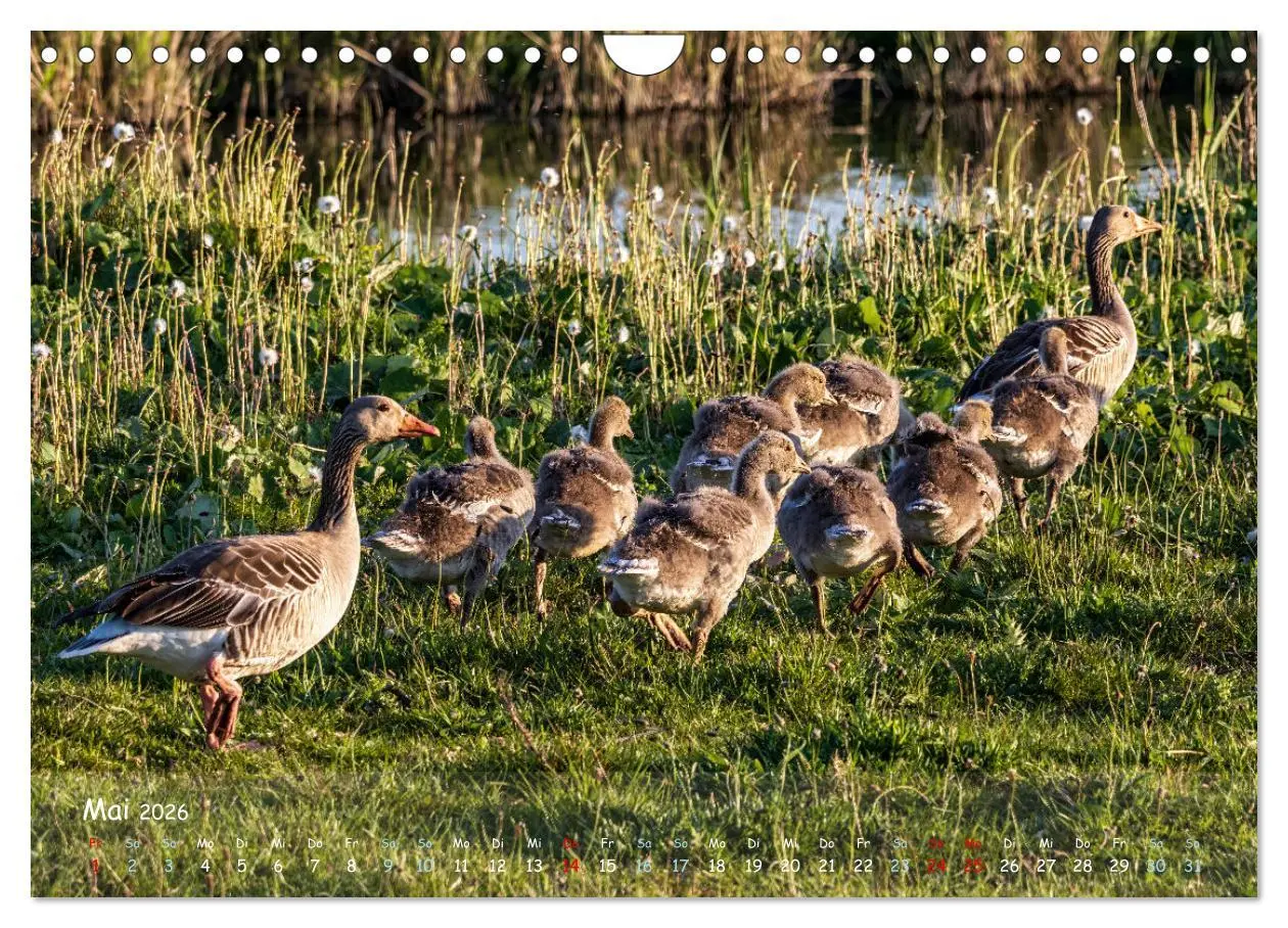 Bild: 9783457339831 | Westküste - Zwischen St. Peter Ording, Büsum und Elbe (Wandkalender...