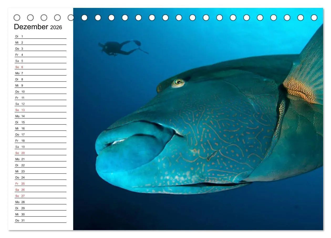 Bild: 9783516119831 | Tauchen - Abenteuer in Neptuns Wunderwelt (Tischkalender 2026 DIN...