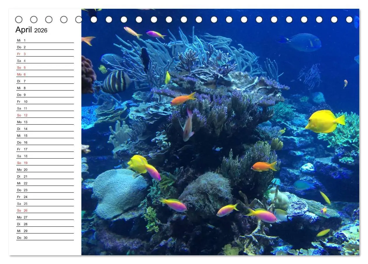 Bild: 9783516119831 | Tauchen - Abenteuer in Neptuns Wunderwelt (Tischkalender 2026 DIN...