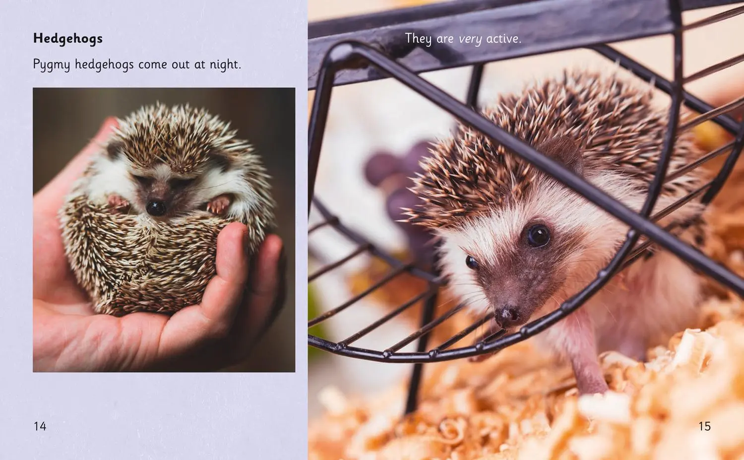 Bild: 9780008410032 | Extraordinary Pets | Band 06/Orange | Hawys Morgan | Taschenbuch