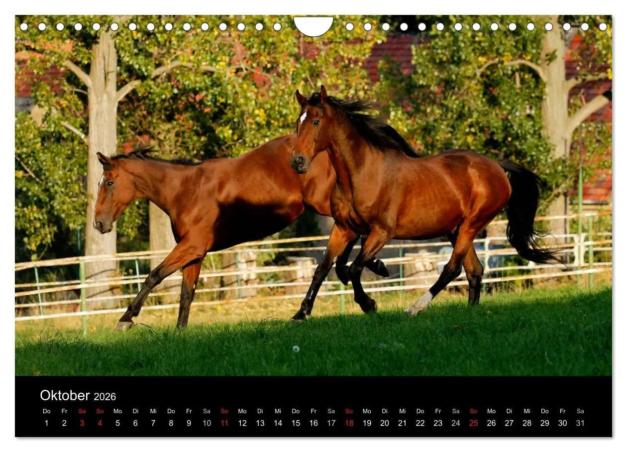 Bild: 9783457990032 | Faszinierende Pferde 2026 (Wandkalender 2026 DIN A4 quer), CALVENDO...