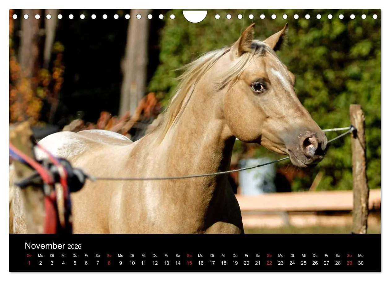 Bild: 9783457990032 | Faszinierende Pferde 2026 (Wandkalender 2026 DIN A4 quer), CALVENDO...