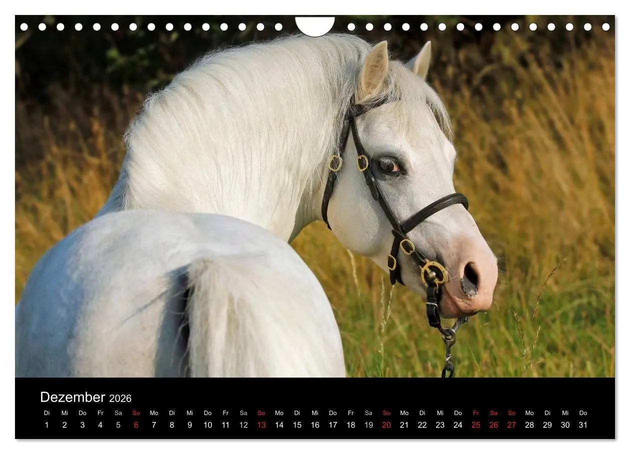Bild: 9783457990032 | Faszinierende Pferde 2026 (Wandkalender 2026 DIN A4 quer), CALVENDO...