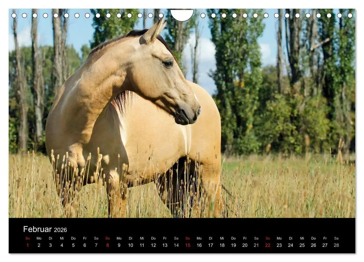 Bild: 9783457990032 | Faszinierende Pferde 2026 (Wandkalender 2026 DIN A4 quer), CALVENDO...