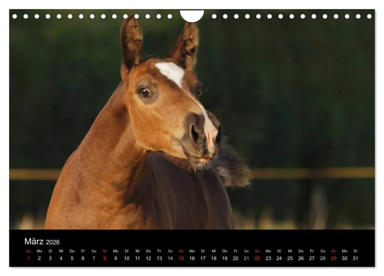 Bild: 9783457990032 | Faszinierende Pferde 2026 (Wandkalender 2026 DIN A4 quer), CALVENDO...