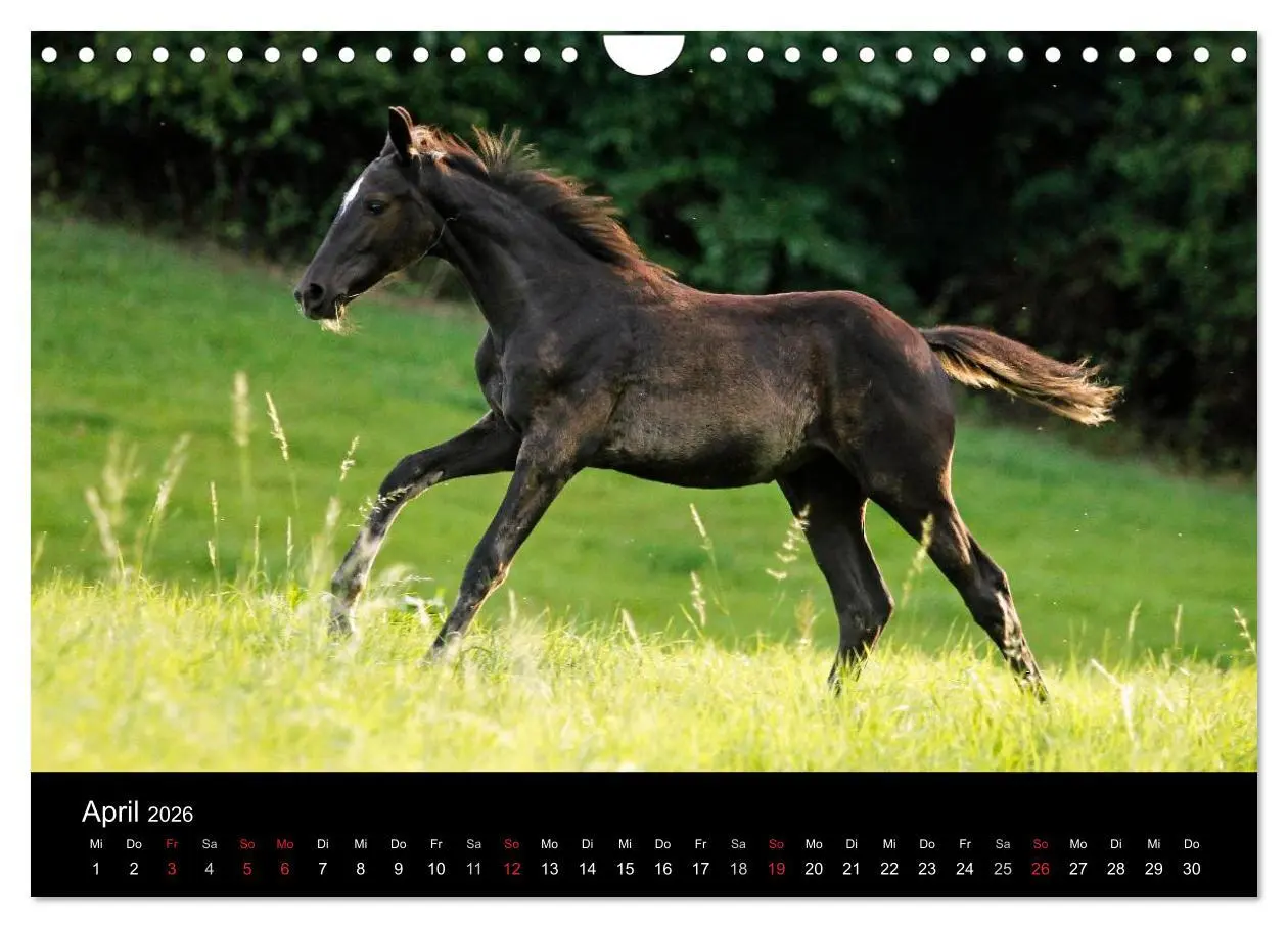 Bild: 9783457990032 | Faszinierende Pferde 2026 (Wandkalender 2026 DIN A4 quer), CALVENDO...