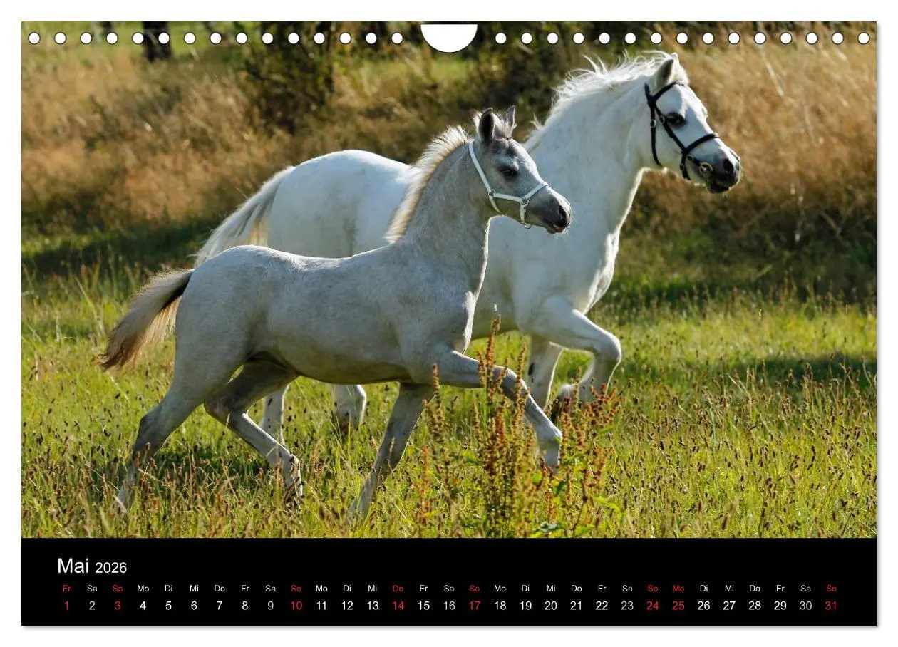 Bild: 9783457990032 | Faszinierende Pferde 2026 (Wandkalender 2026 DIN A4 quer), CALVENDO...