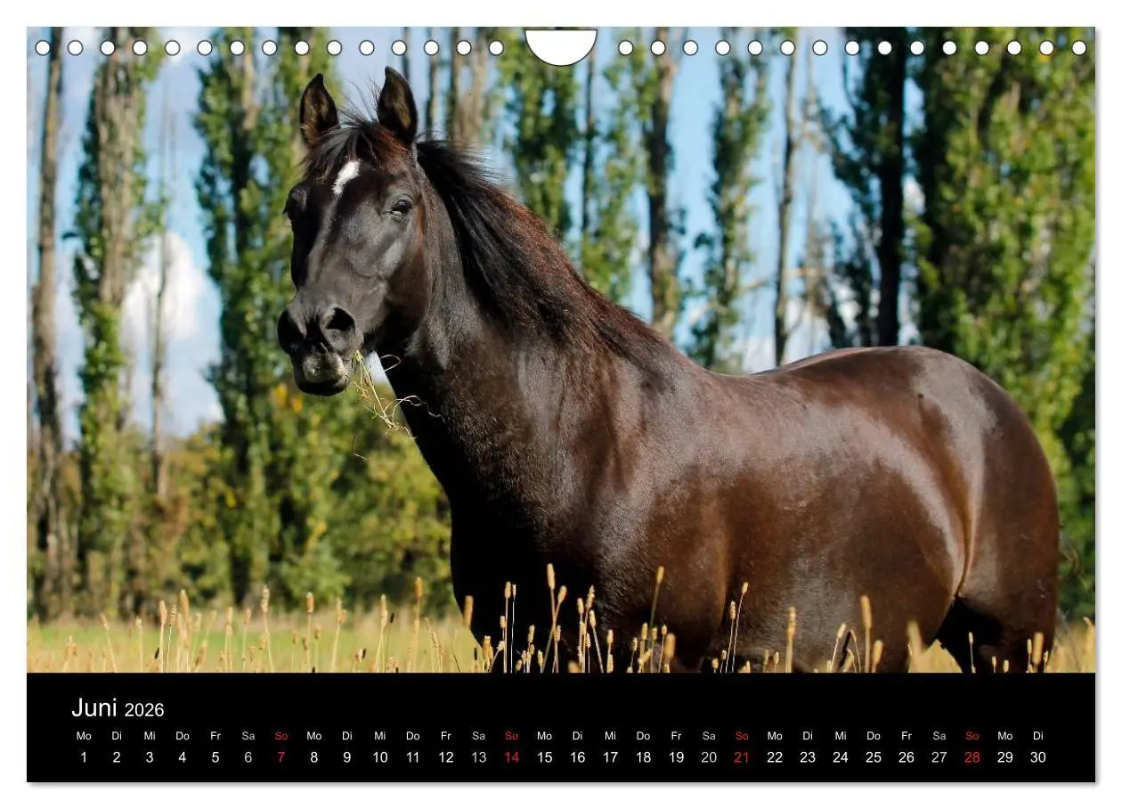 Bild: 9783457990032 | Faszinierende Pferde 2026 (Wandkalender 2026 DIN A4 quer), CALVENDO...