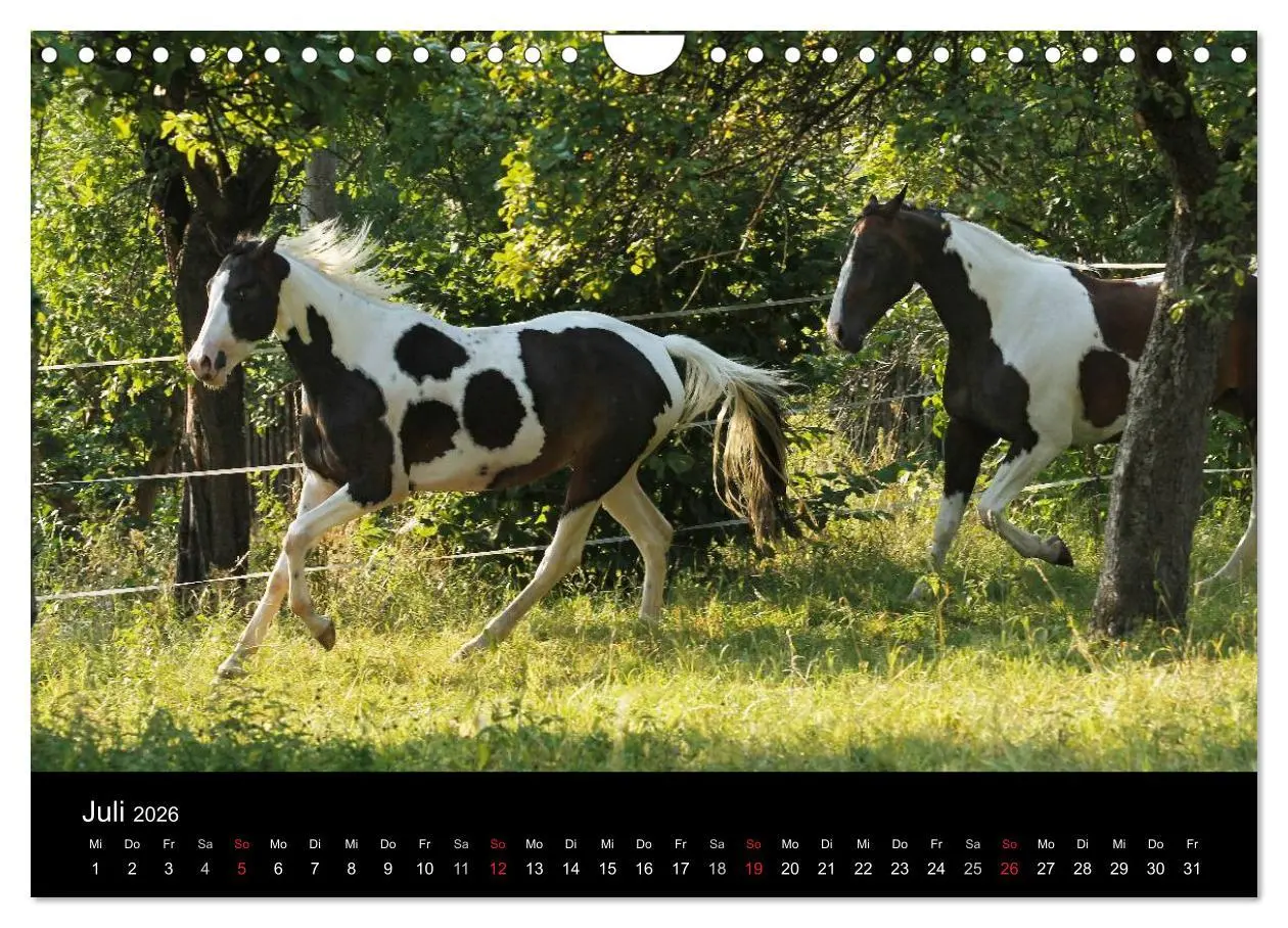 Bild: 9783457990032 | Faszinierende Pferde 2026 (Wandkalender 2026 DIN A4 quer), CALVENDO...