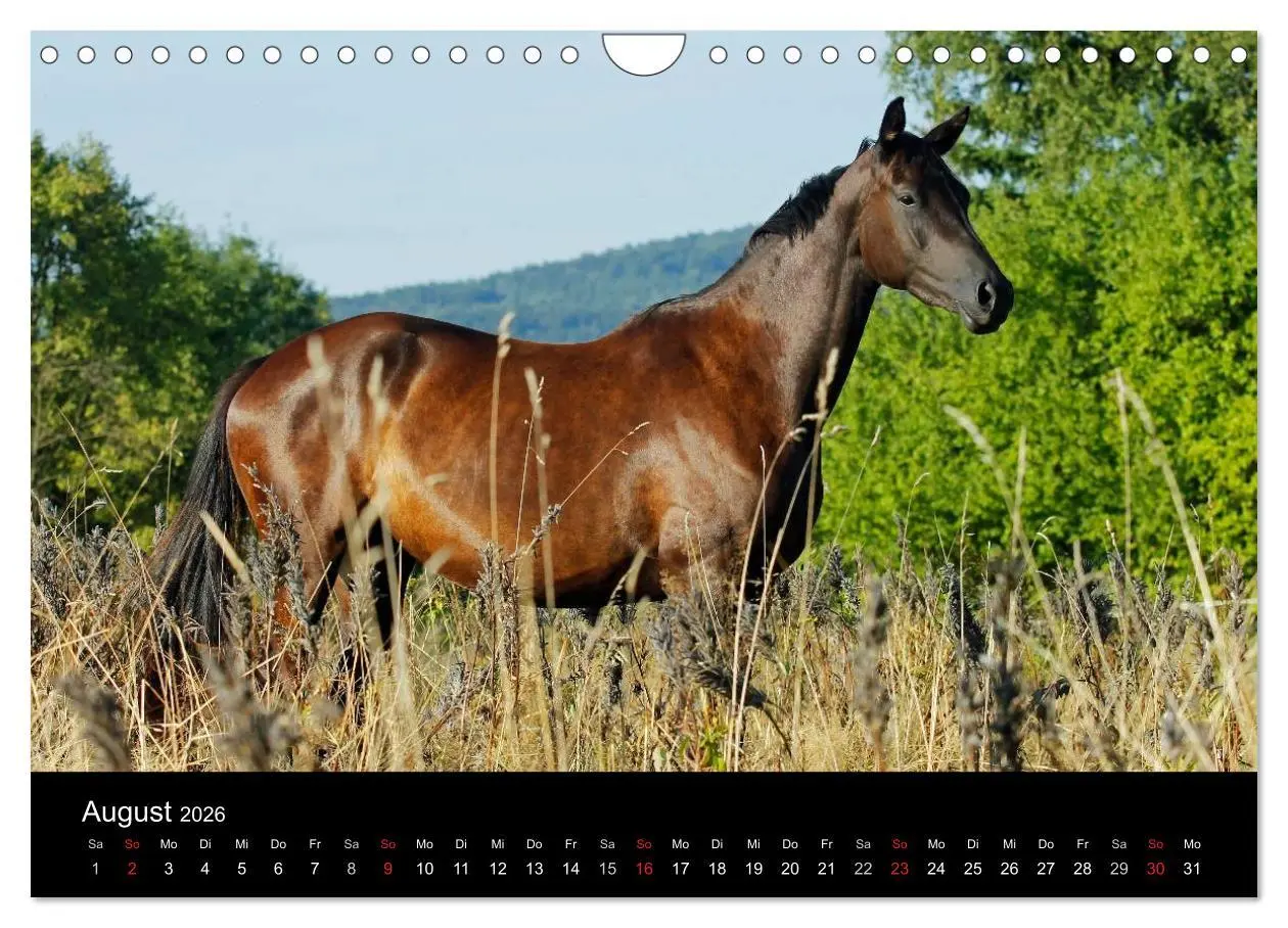 Bild: 9783457990032 | Faszinierende Pferde 2026 (Wandkalender 2026 DIN A4 quer), CALVENDO...