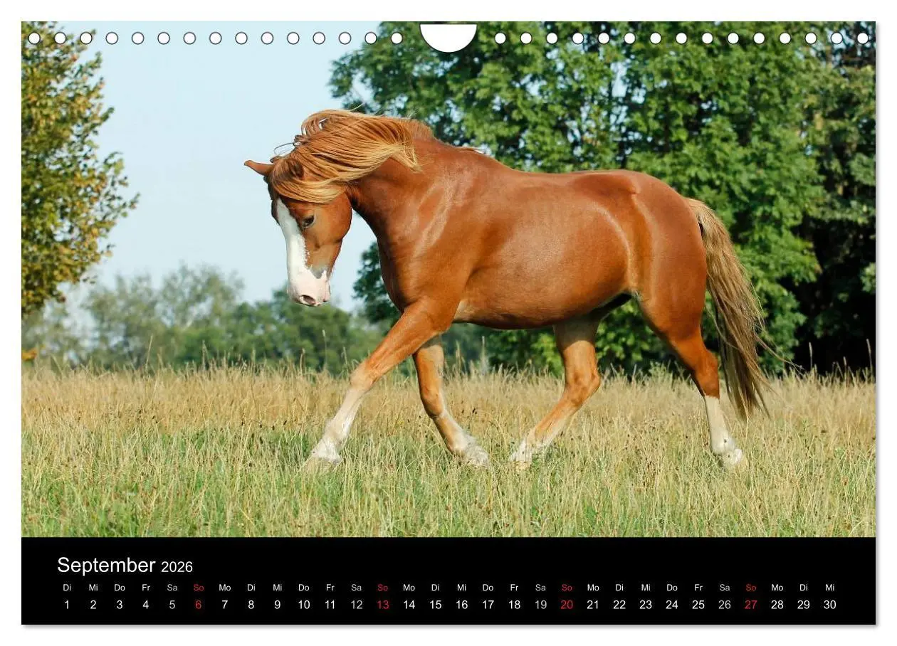 Bild: 9783457990032 | Faszinierende Pferde 2026 (Wandkalender 2026 DIN A4 quer), CALVENDO...