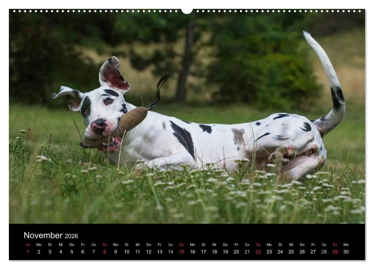 Bild: 9783516150032 | Deutsche Dogge 2026 (hochwertiger Premium Wandkalender 2026 DIN A2...
