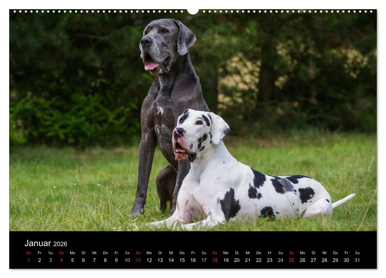 Bild: 9783516150032 | Deutsche Dogge 2026 (hochwertiger Premium Wandkalender 2026 DIN A2...