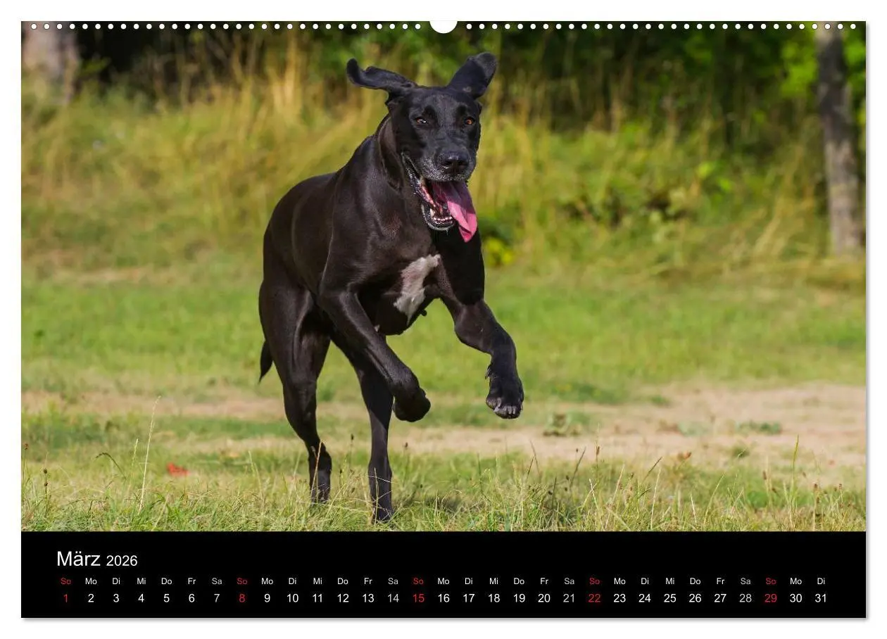 Bild: 9783516150032 | Deutsche Dogge 2026 (hochwertiger Premium Wandkalender 2026 DIN A2...