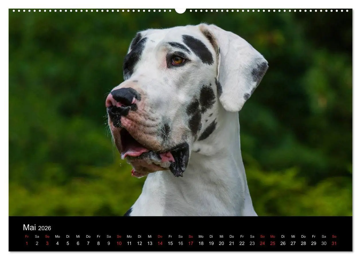 Bild: 9783516150032 | Deutsche Dogge 2026 (hochwertiger Premium Wandkalender 2026 DIN A2...