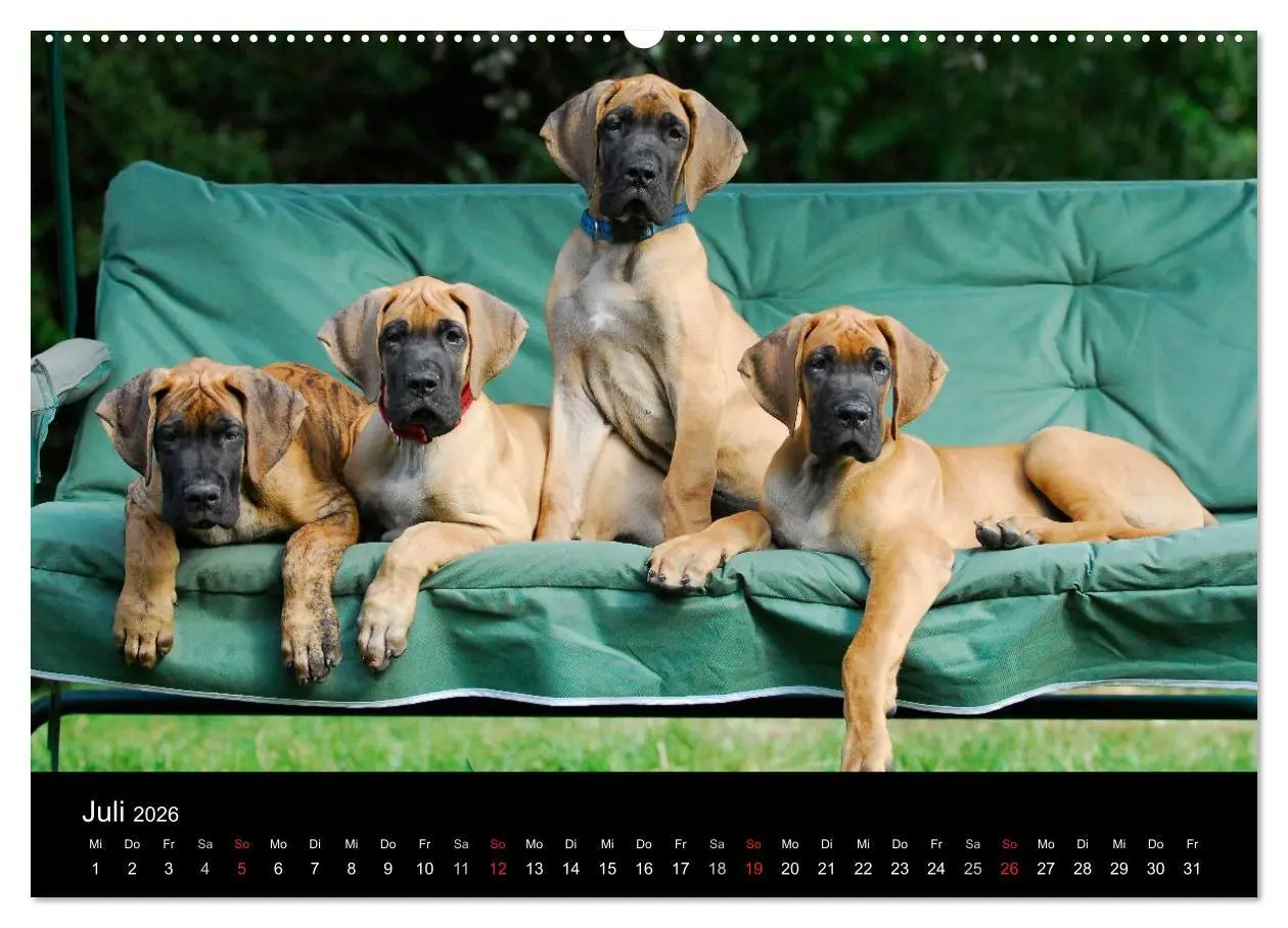 Bild: 9783516150032 | Deutsche Dogge 2026 (hochwertiger Premium Wandkalender 2026 DIN A2...