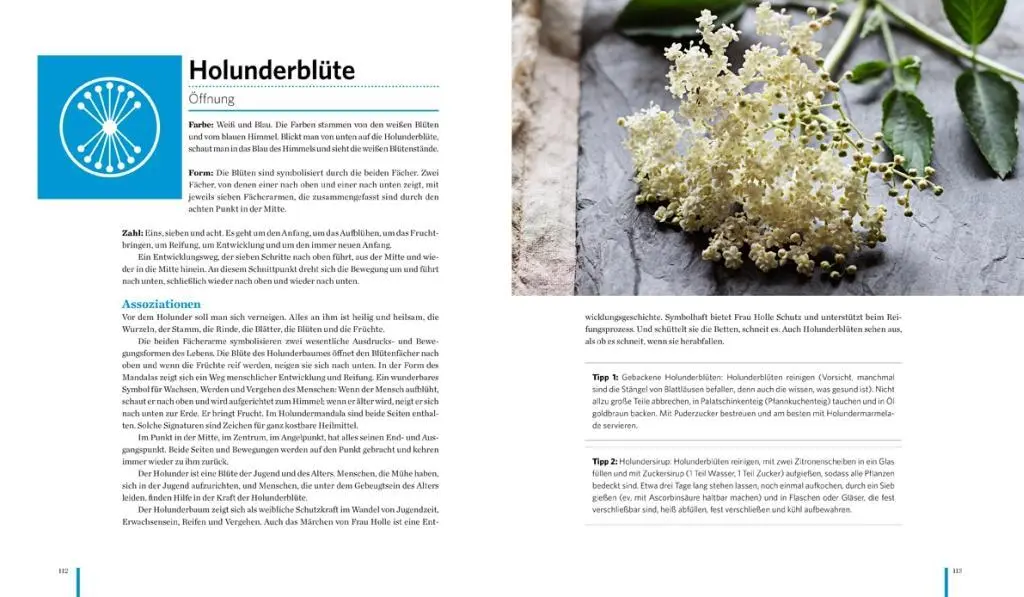 Bild: 9783710400032 | Meine Heilkräutermandalas | Johannes Pausch | Buch | 168 S. | Deutsch