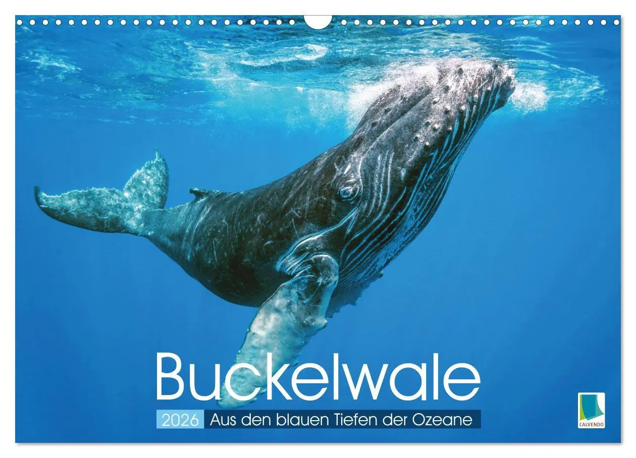 Cover: 9783457290132 | Buckelwale: Aus den blauen Tiefen der Ozeane (Wandkalender 2026 DIN...