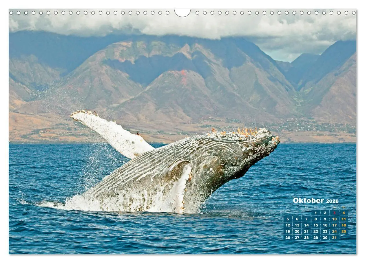 Bild: 9783457290132 | Buckelwale: Aus den blauen Tiefen der Ozeane (Wandkalender 2026 DIN...