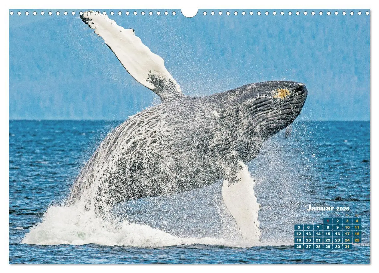 Bild: 9783457290132 | Buckelwale: Aus den blauen Tiefen der Ozeane (Wandkalender 2026 DIN...