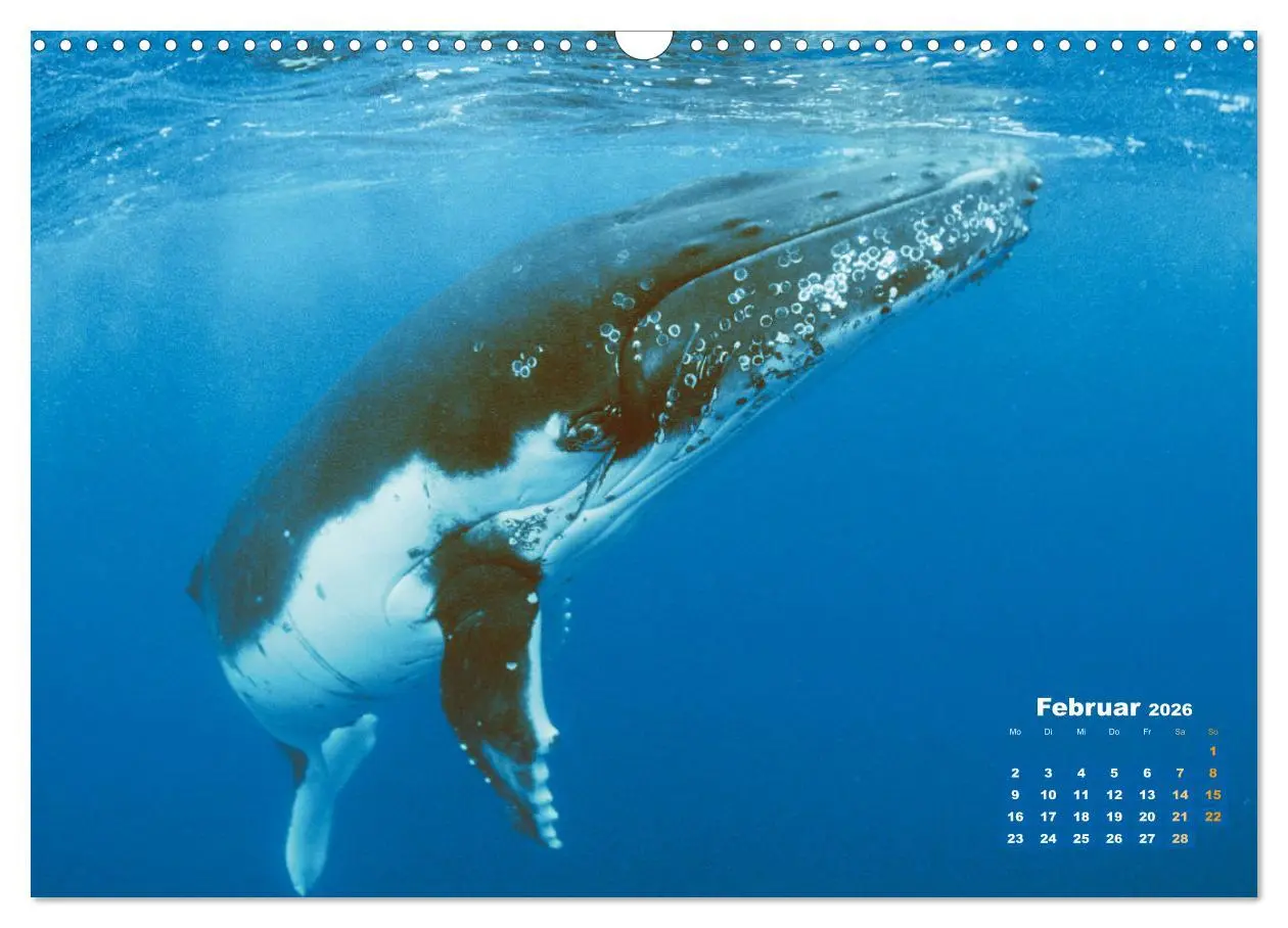 Bild: 9783457290132 | Buckelwale: Aus den blauen Tiefen der Ozeane (Wandkalender 2026 DIN...
