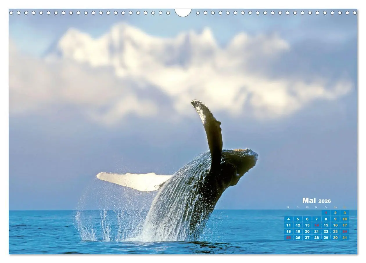 Bild: 9783457290132 | Buckelwale: Aus den blauen Tiefen der Ozeane (Wandkalender 2026 DIN...