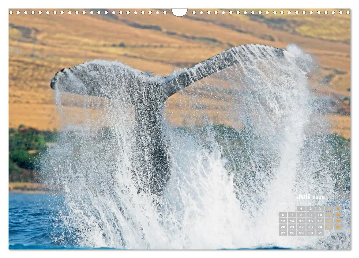 Bild: 9783457290132 | Buckelwale: Aus den blauen Tiefen der Ozeane (Wandkalender 2026 DIN...