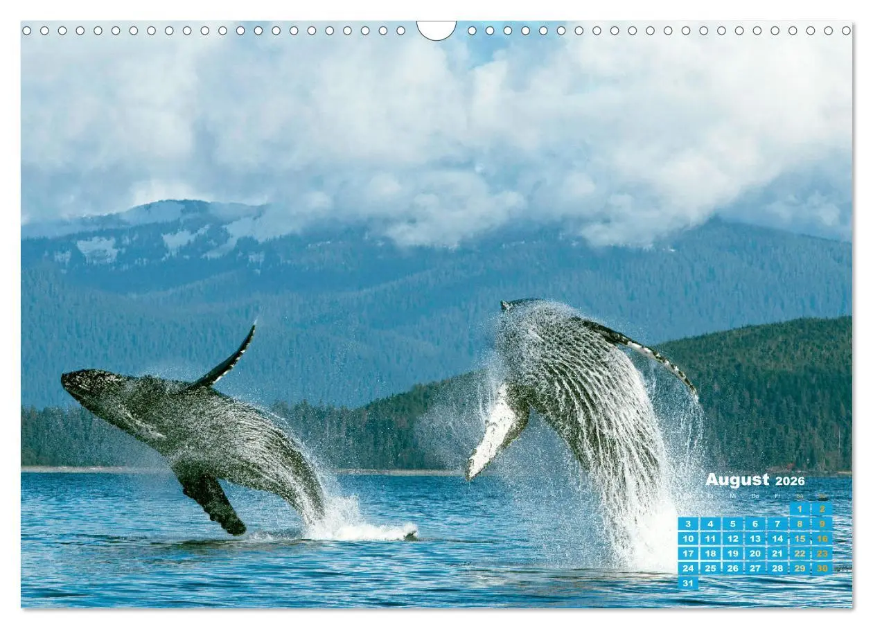 Bild: 9783457290132 | Buckelwale: Aus den blauen Tiefen der Ozeane (Wandkalender 2026 DIN...