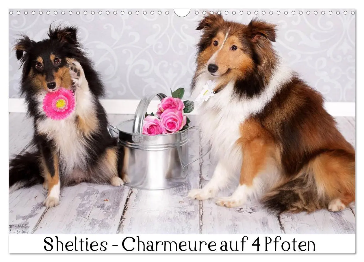 Cover: 9783516140132 | Shelties : Charmeure auf 4 Pfoten (Wandkalender 2026 DIN A3 quer),...