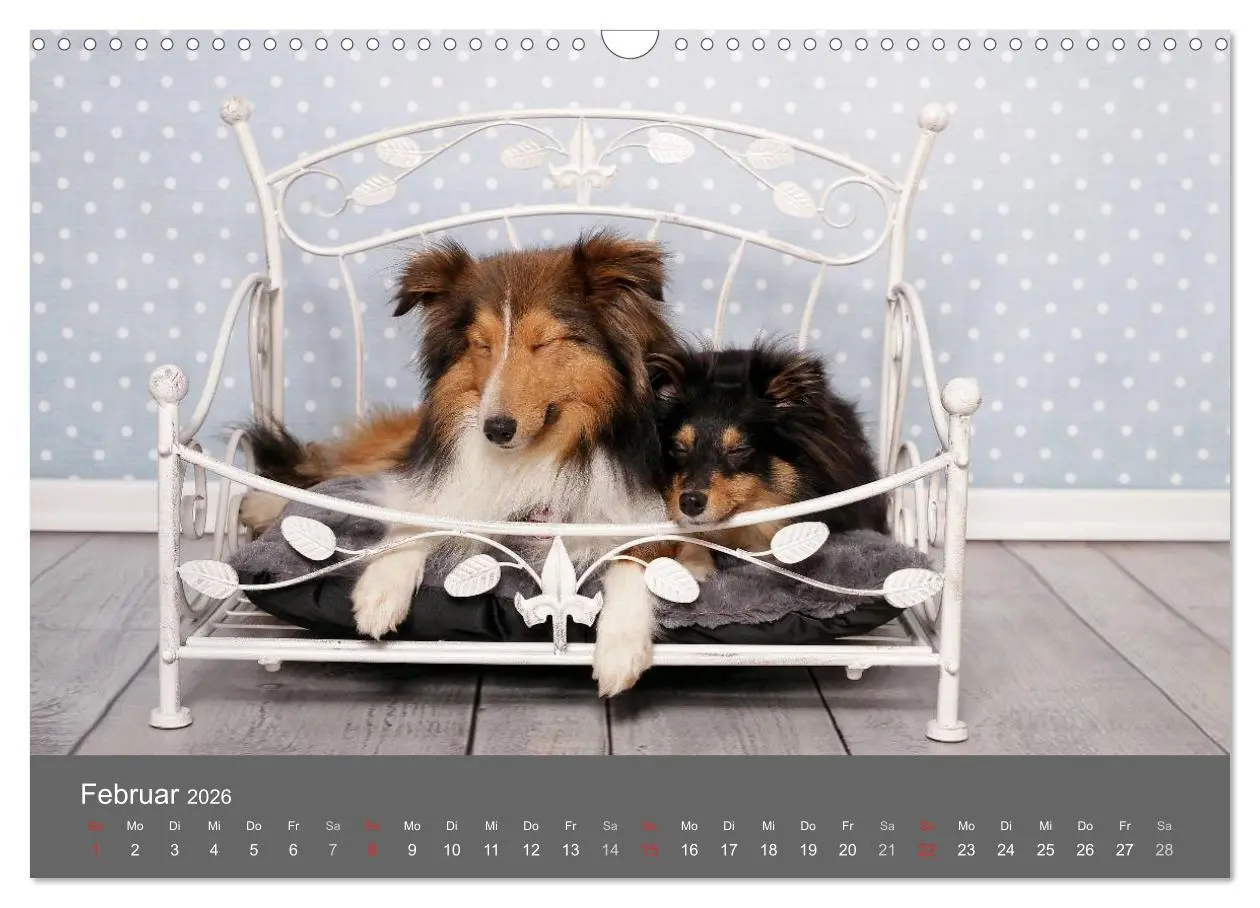 Bild: 9783516140132 | Shelties : Charmeure auf 4 Pfoten (Wandkalender 2026 DIN A3 quer),...