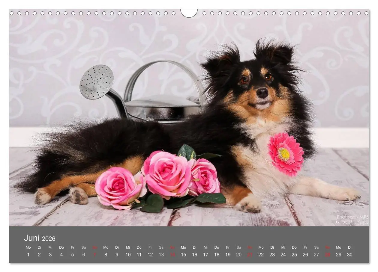 Bild: 9783516140132 | Shelties : Charmeure auf 4 Pfoten (Wandkalender 2026 DIN A3 quer),...