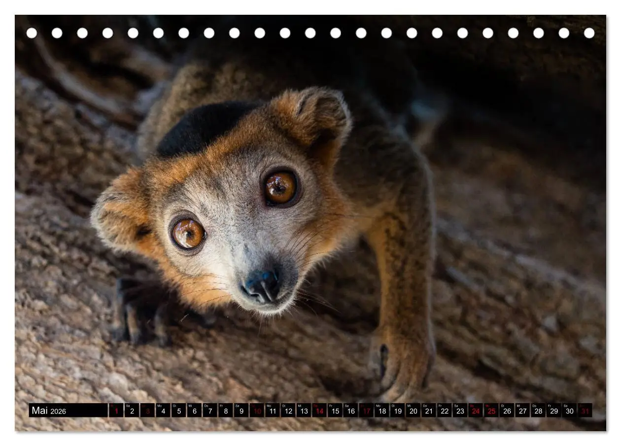 Bild: 9783457730232 | Madagaskar - Impressionen von Rolf Dietz (Tischkalender 2026 DIN A5...