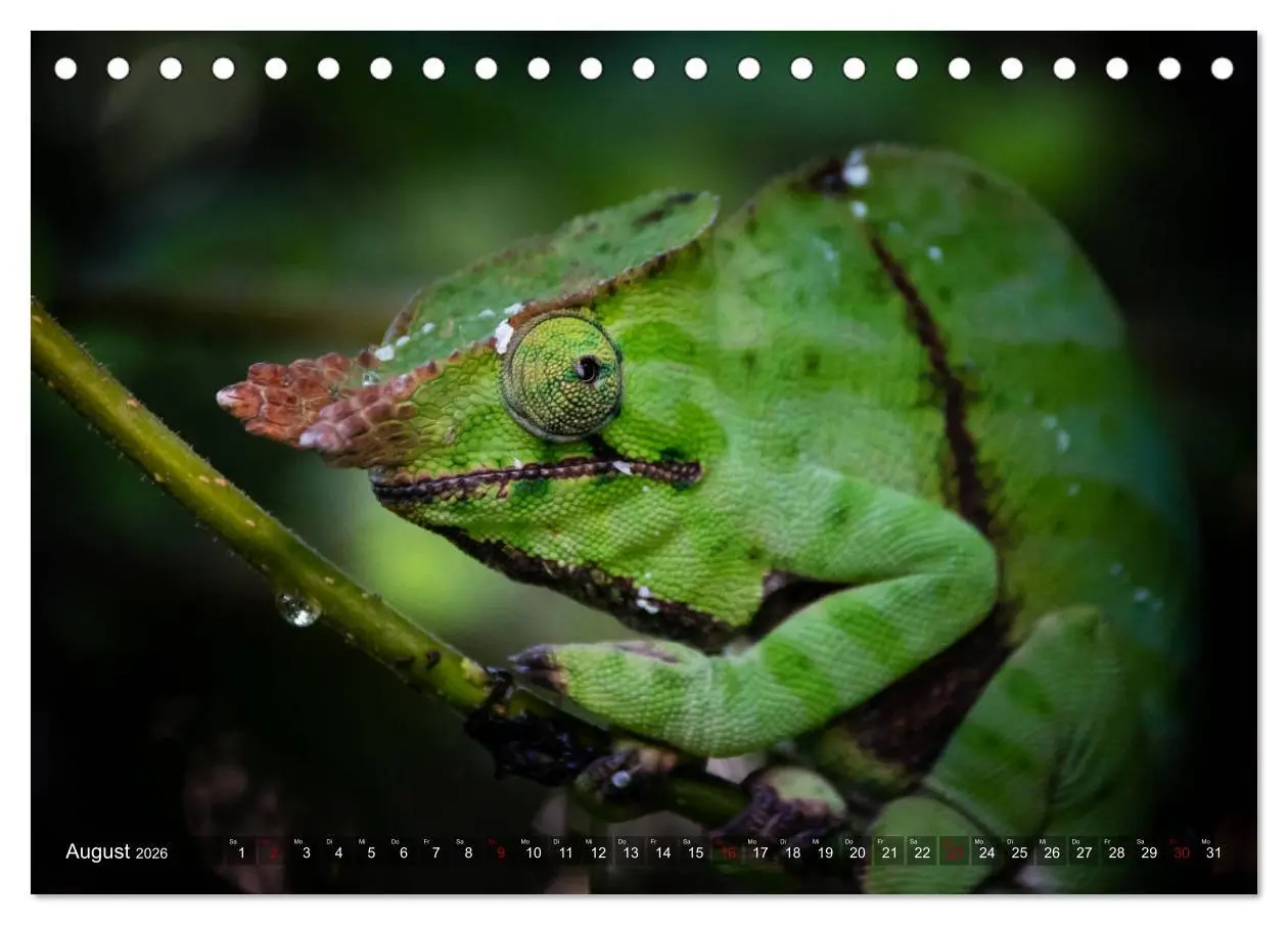 Bild: 9783457730232 | Madagaskar - Impressionen von Rolf Dietz (Tischkalender 2026 DIN A5...