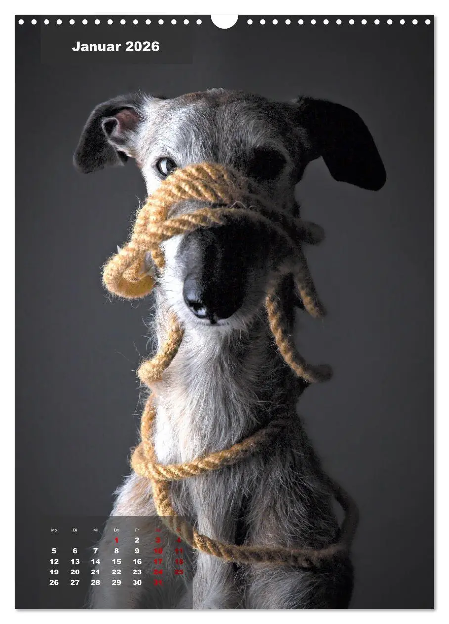 Bild: 9783516370232 | UNDERDOG - Windhundportraits (Wandkalender 2026 DIN A3 hoch),...
