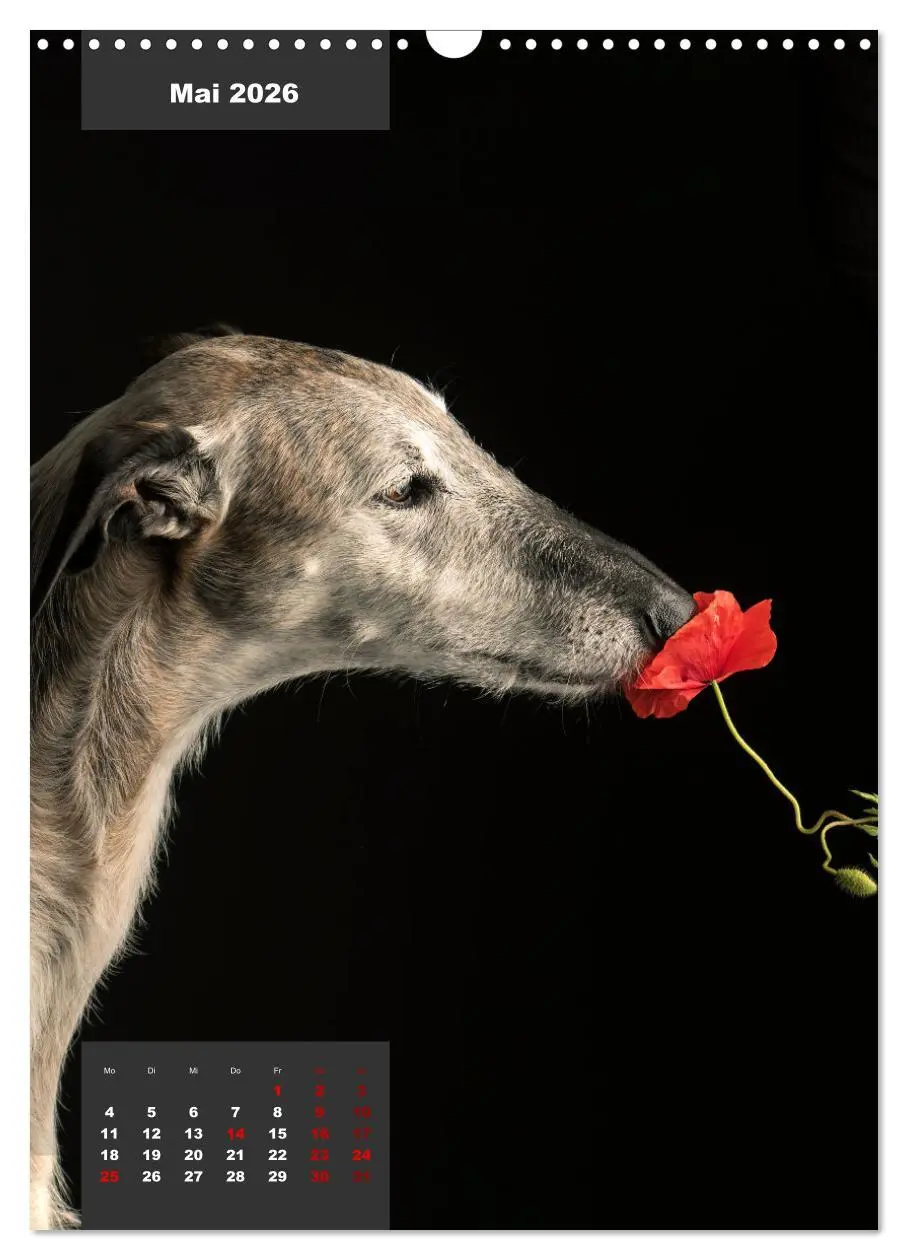 Bild: 9783516370232 | UNDERDOG - Windhundportraits (Wandkalender 2026 DIN A3 hoch),...