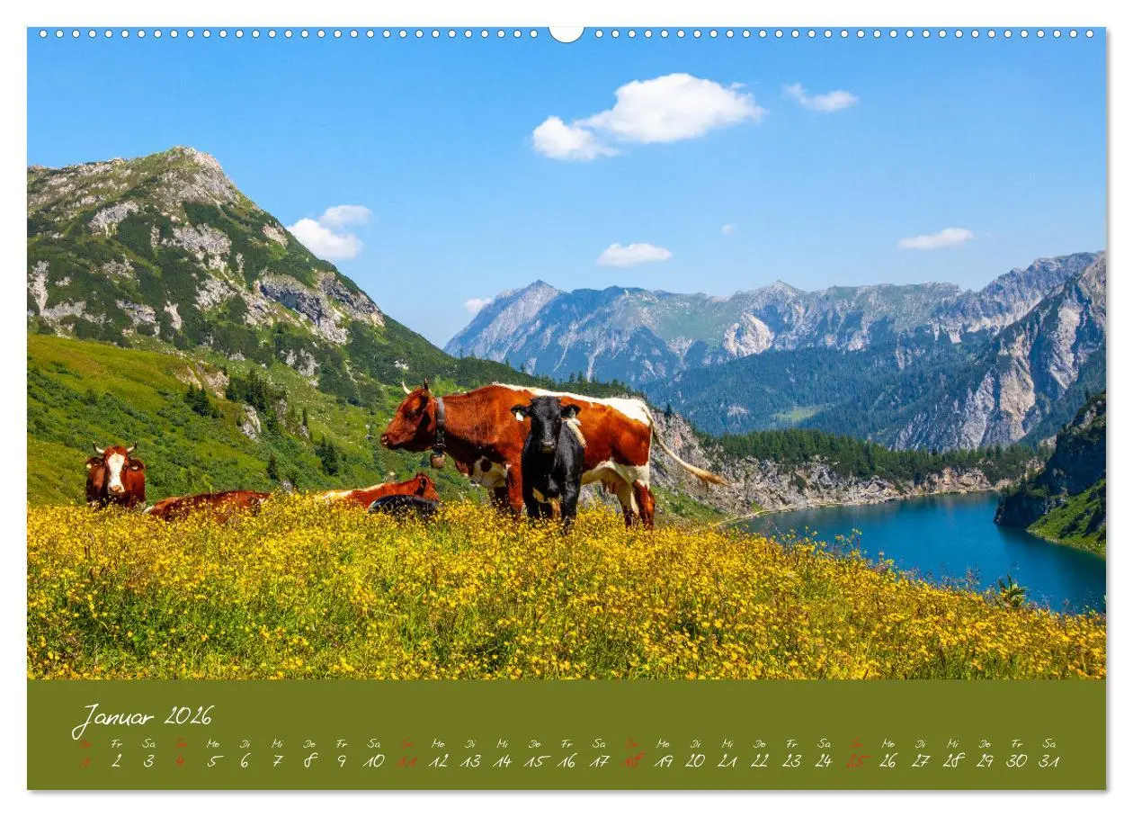 Bild: 9783457270332 | Friedliche Kühe (hochwertiger Premium Wandkalender 2026 DIN A2...