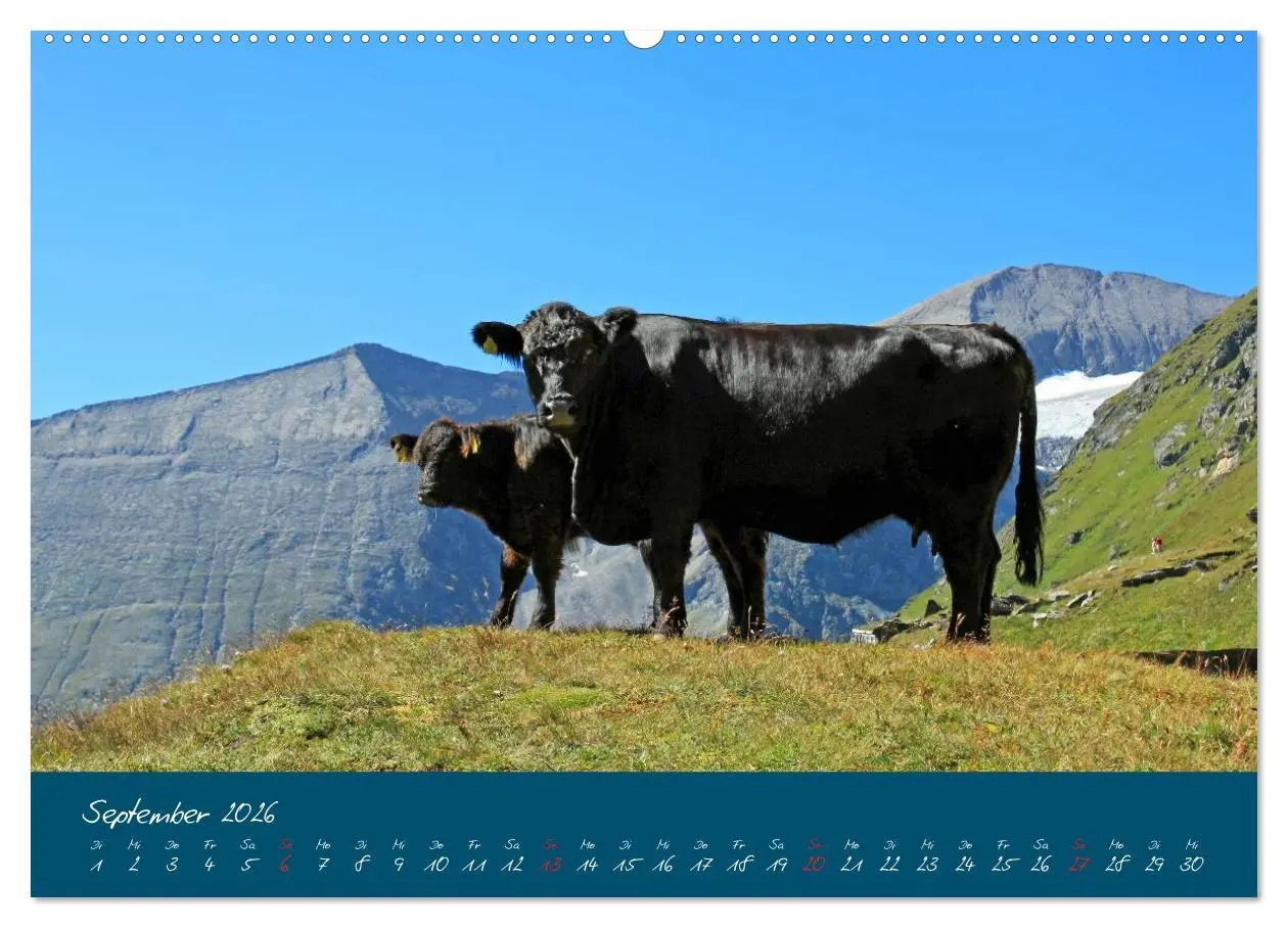 Bild: 9783457270332 | Friedliche Kühe (hochwertiger Premium Wandkalender 2026 DIN A2...