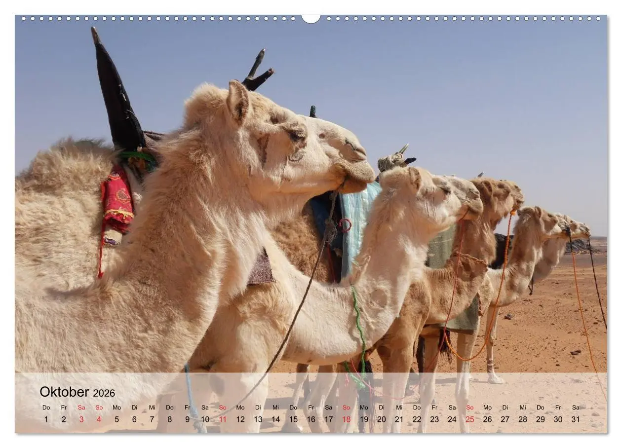 Bild: 9783516050332 | Kamele in der Wüstensonne (hochwertiger Premium Wandkalender 2026...