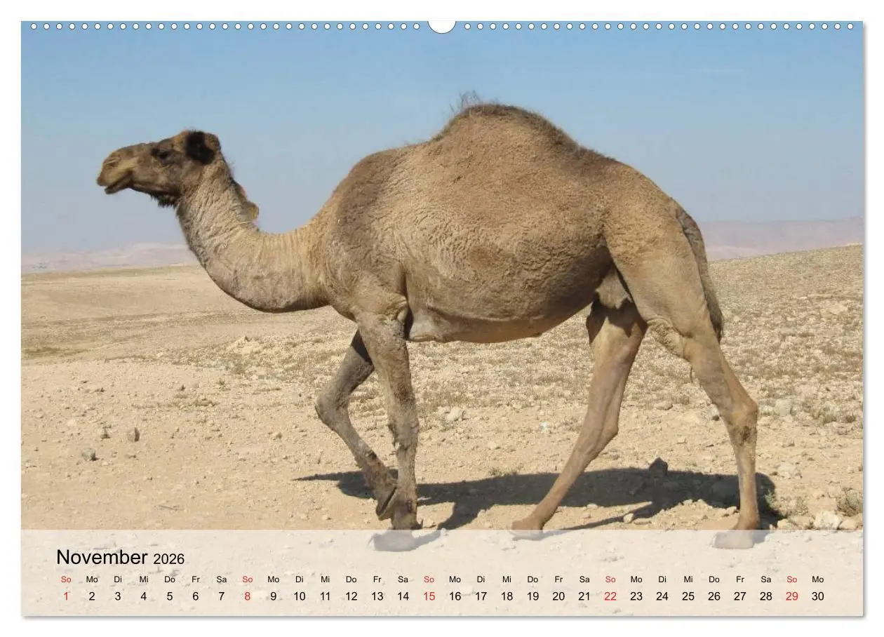 Bild: 9783516050332 | Kamele in der Wüstensonne (hochwertiger Premium Wandkalender 2026...