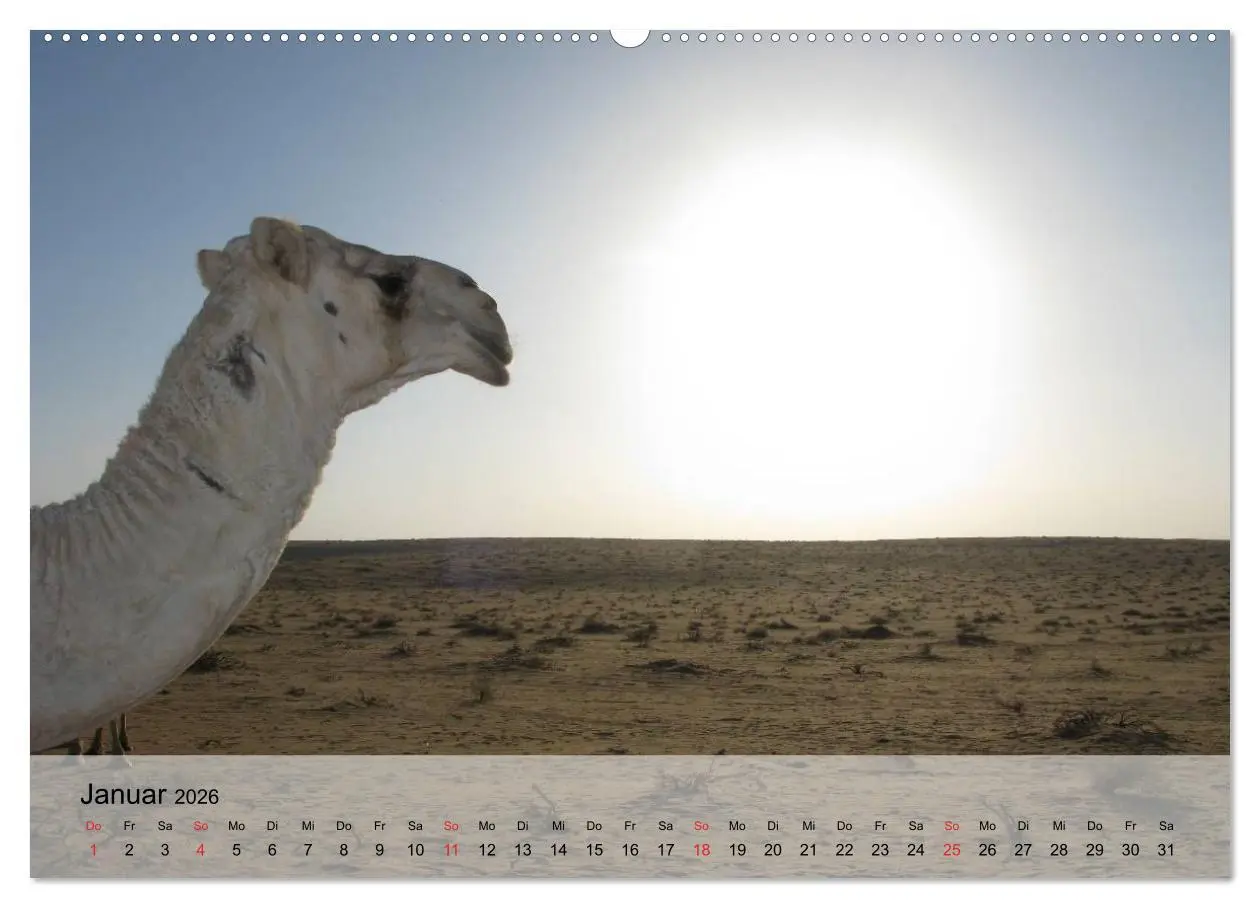 Bild: 9783516050332 | Kamele in der Wüstensonne (hochwertiger Premium Wandkalender 2026...