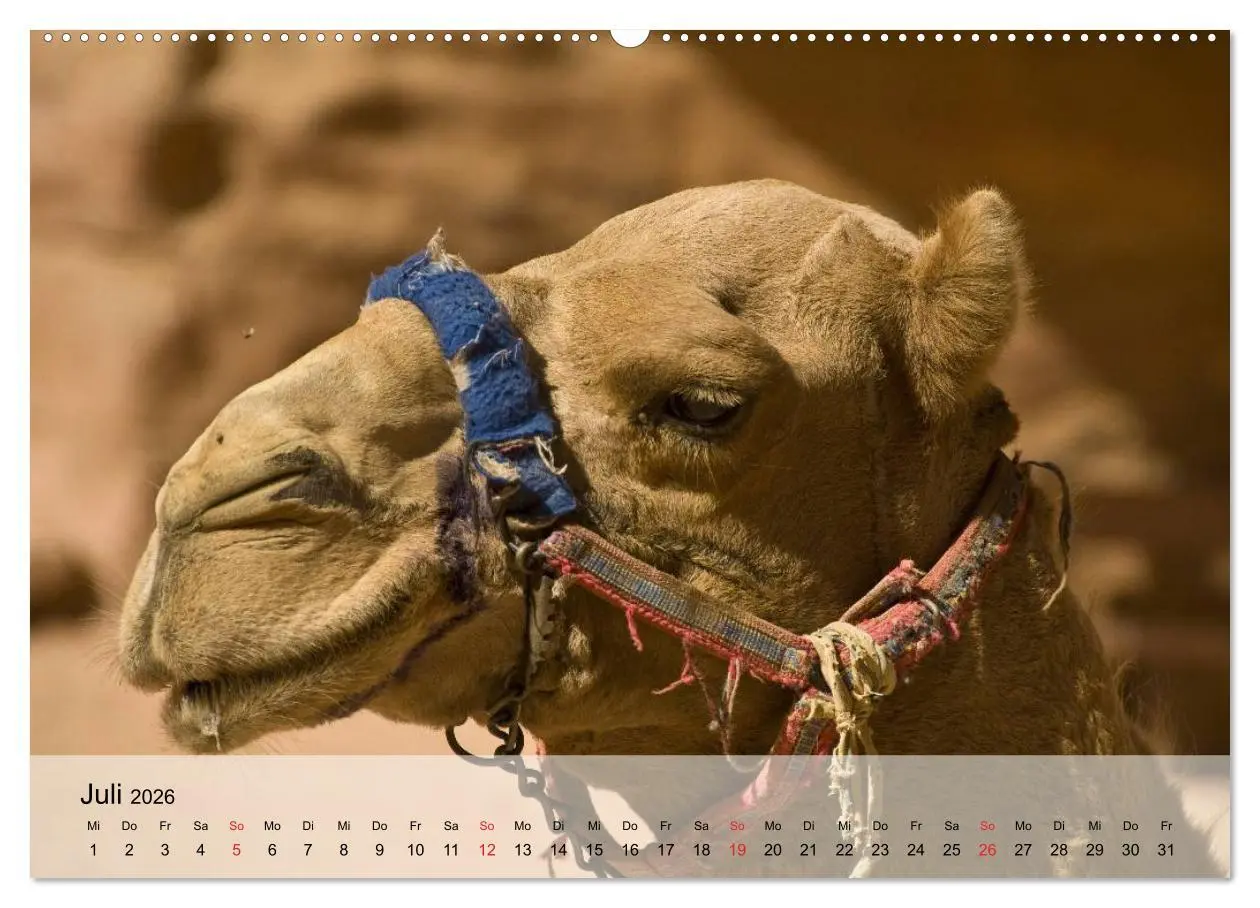 Bild: 9783516050332 | Kamele in der Wüstensonne (hochwertiger Premium Wandkalender 2026...