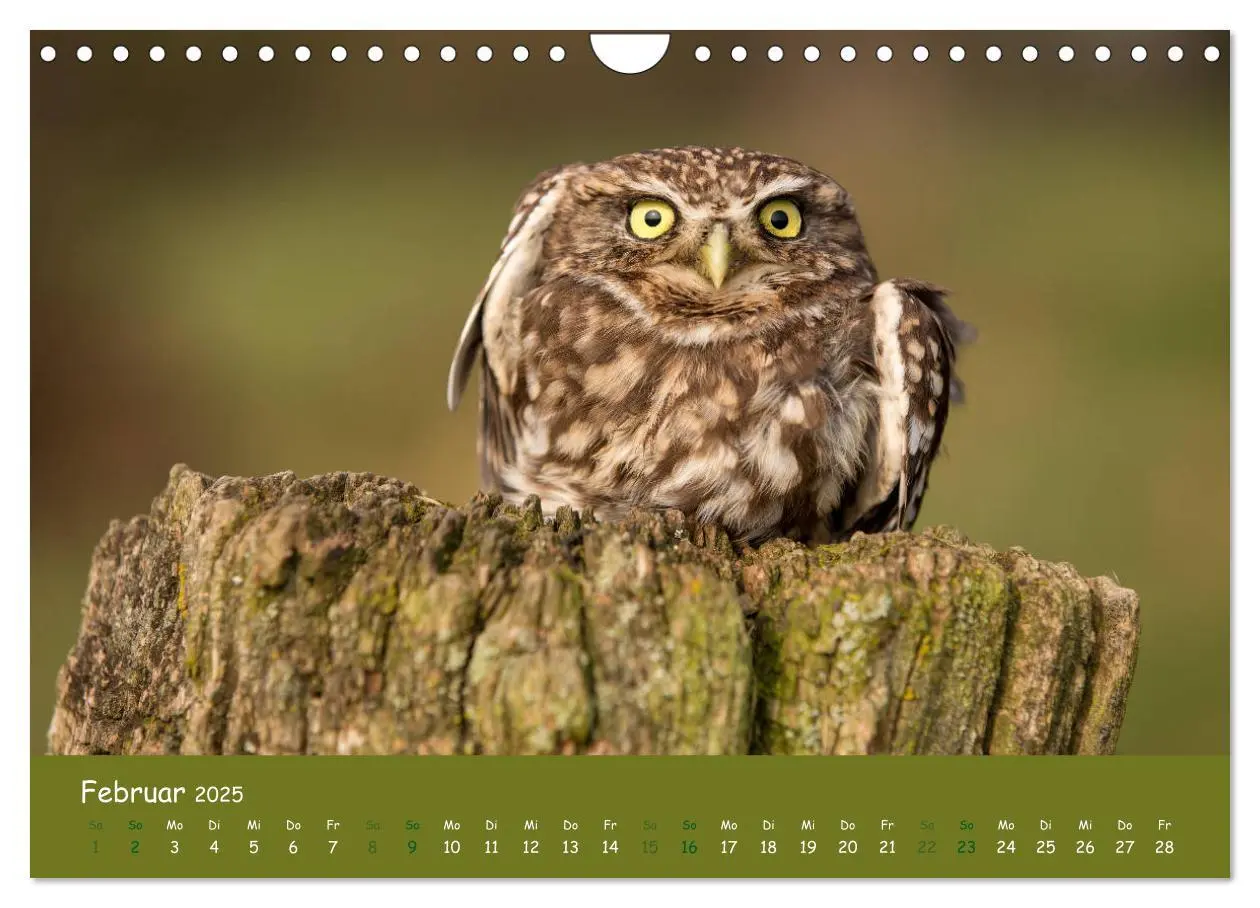 Bild: 9783435300532 | Steinkäuze (Athene noctua) (Wandkalender 2025 DIN A4 quer),...