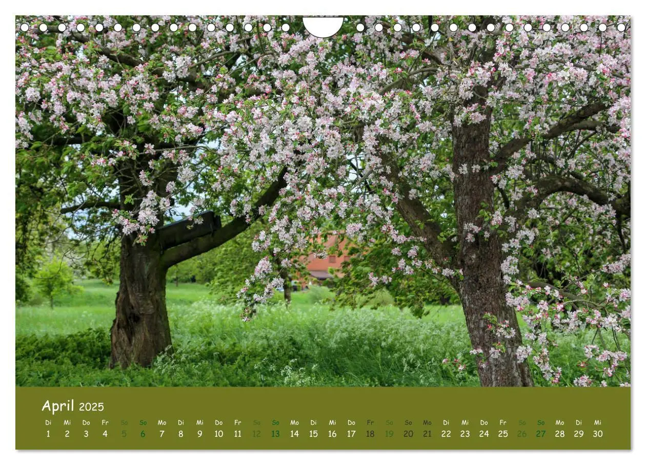 Bild: 9783435300532 | Steinkäuze (Athene noctua) (Wandkalender 2025 DIN A4 quer),...