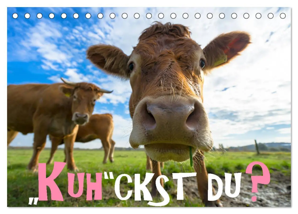 Cover: 9783457870532 | Kuhckst du? (Tischkalender 2026 DIN A5 quer), CALVENDO Monatskalender